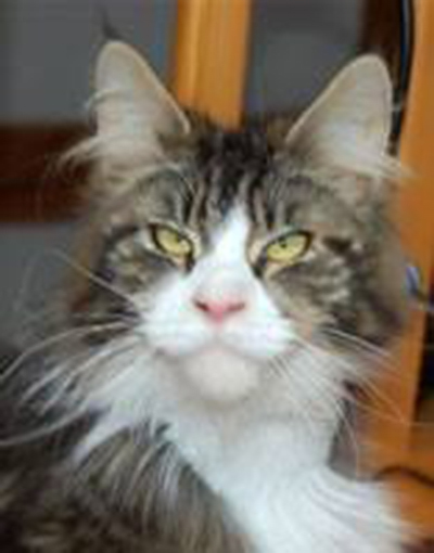 Ven's Passion's Honey Rider - мейн-кун