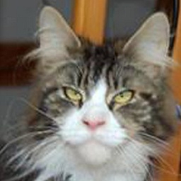 Ven's Passion's Honey Rider