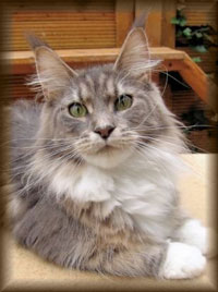 Pillowtalk's Malibu - maine-coon