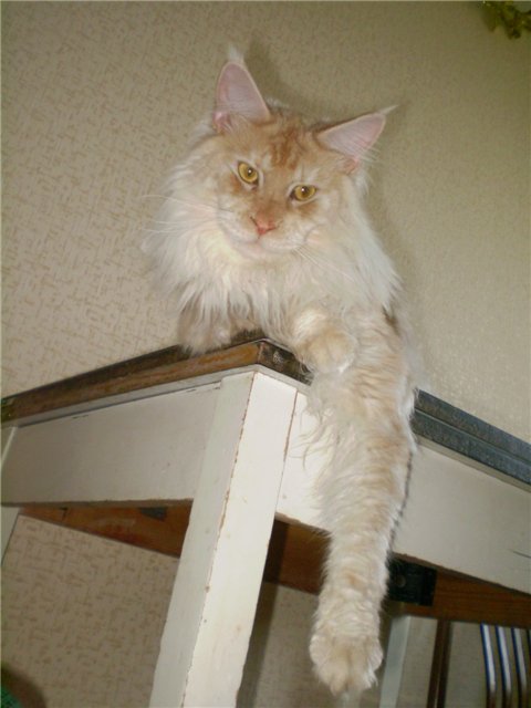 Darvin Krasnyi Dar - maine-coon