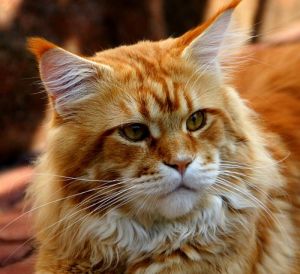 Gittaras Mc Haribo - Adult maine-coon 1 year 5 months 0.5 weeks