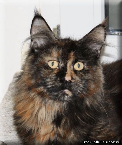 CoonEmotions Felidae - мейн-кун