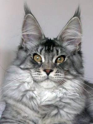 Top Coon Usee - maine-coon 09/16/2008