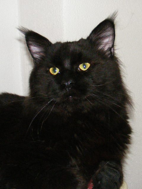 Dark Angel of Susan's Cats - maine-coon