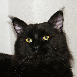 Dark Angel of Susan's Cats