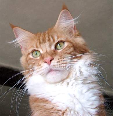 Jessica Pretty Women of Gentle Lions - maine-coon