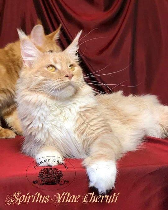 Spiritus Vitae Cheruti - Adult maine-coon 1 year