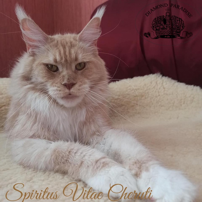 Spiritus Vitae Cheruti - Adult maine-coon 2 years 8 months 1.5 week