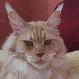 Spiritus Vitae Cheruti