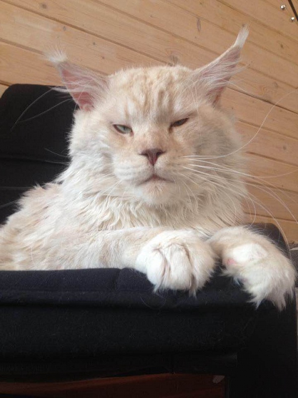 Vandan Daylanor - maine-coon