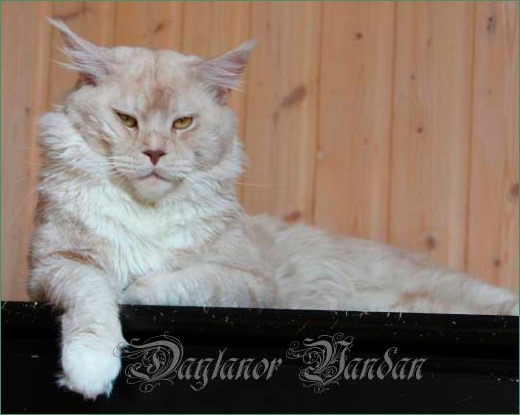Vandan Daylanor - maine-coon