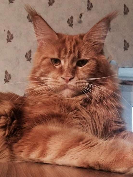Dolina Chianti - maine-coon