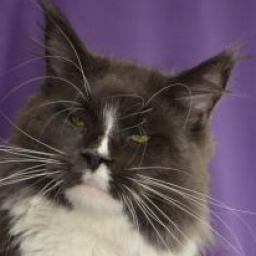 Pillowtalk's Why Not