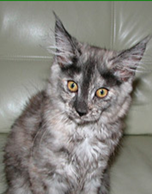 Ellincat's Jasmine - maine-coon