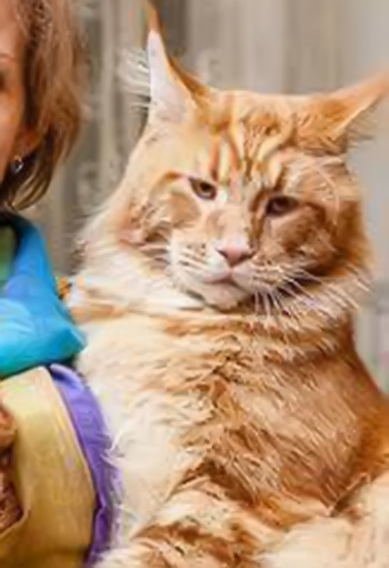 Steven King - maine-coon