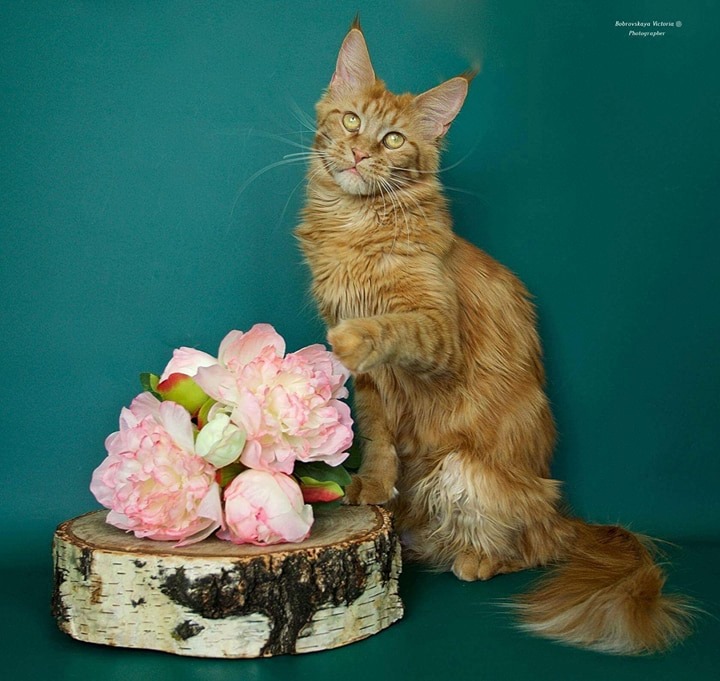 Felicia Waldhuter - maine-coon